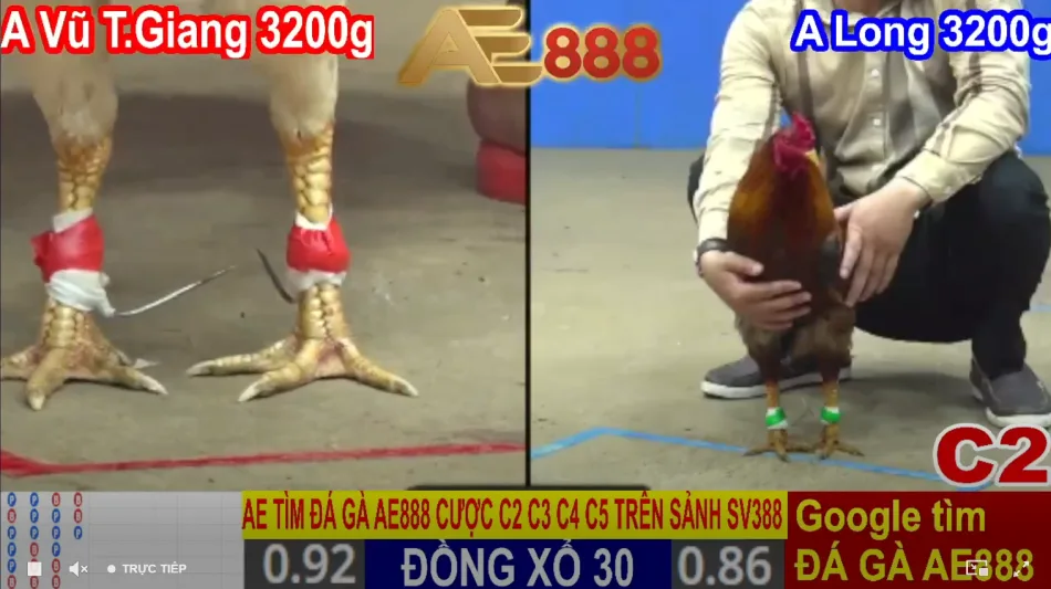 Giao diện cá cược đá gà AE888 với bảng cược trực quan